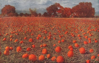 pumpkinfield
