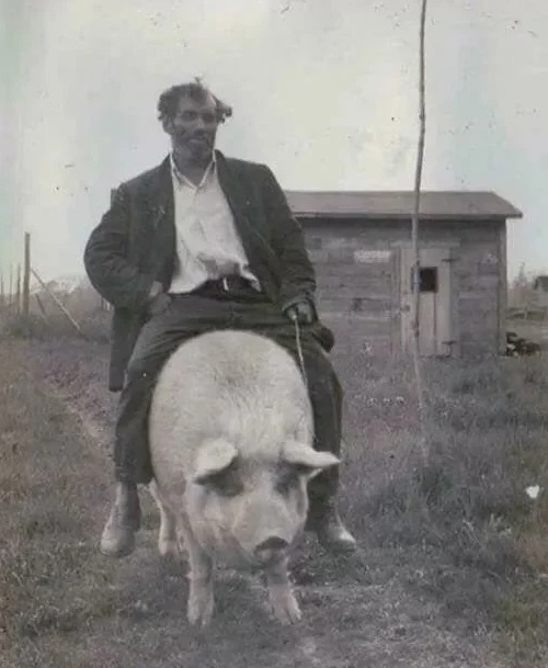 Mand rider på gris svin